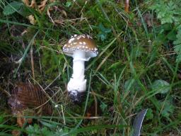 Amanita pantherina