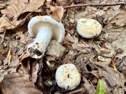 Lactifluus piperatus