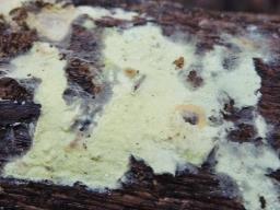 Tomentellopsis echinospora