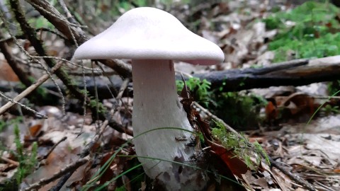 Lepista glaucocana