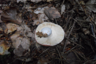 Russula rosea