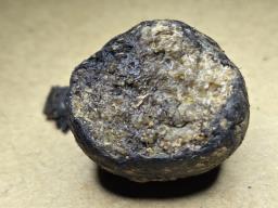 Octaviania asterosperma