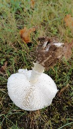 Zhuliangomyces illinitus