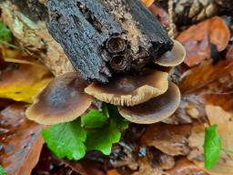Agrocybe firma