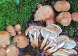 Gymnopus fusipes