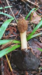 Verpa bohemica