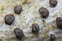 Melogramma campylosporum