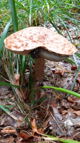 Leccinum quercinum