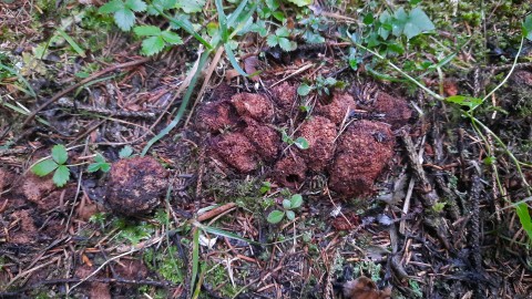 Gautieria morchelliformis