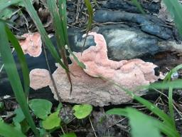 Rhodonia placenta