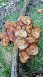 Kuehneromyces mutabilis
