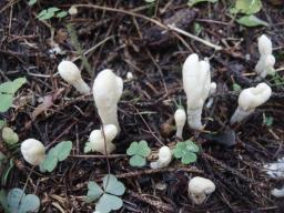 Podostroma leucopus