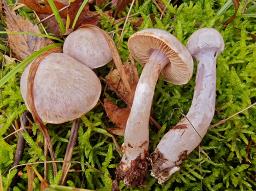 Cortinarius alboviolaceus