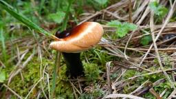 Ganoderma valesiacum