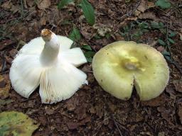 Russula violeipes