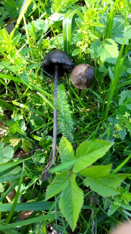 Panaeolus papilionaceus