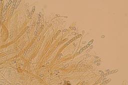 Otidea concinna