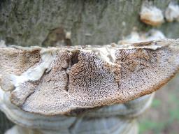 Trametopsis cervina