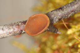 Rutstroemia bolaris