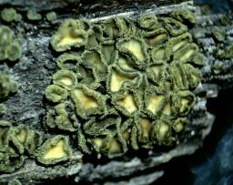 Neodasyscypha cerina