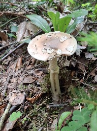 Amanita eliae