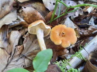 Hydnum umbilicatum