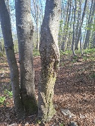 Stereum rugosum