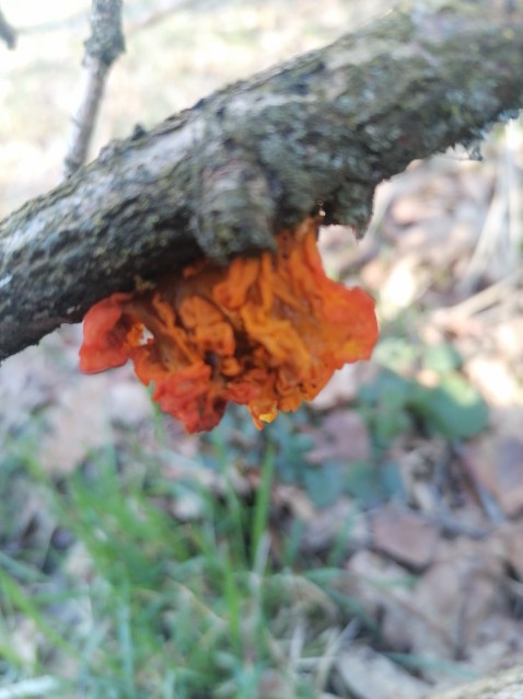 Naematelia aurantia