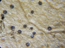 Trochila craterium