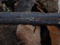 Urceolella crispula
