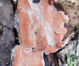 Mycoacia gilvescens