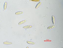 Chalciporus piperatus