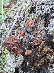 Gyromitra esculenta