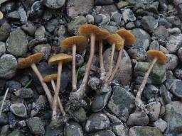 Naucoria subconspersa