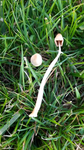 Conocybe apala