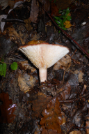 Lactarius torminosus