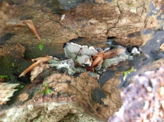 Kretzschmaria deusta