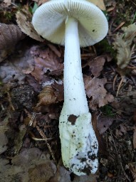 Amanita vaginata