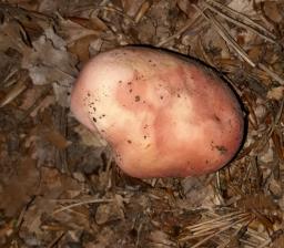 Russula rosea