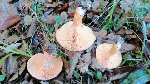 Lactarius deliciosus
