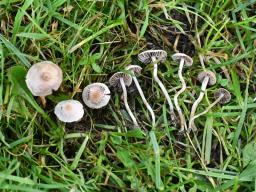 Panaeolina foenisecii