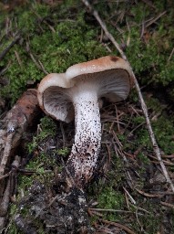Gomphidius maculatus