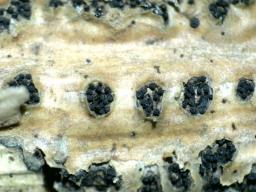 Diaporthe oncostoma