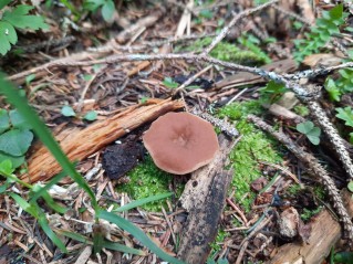 Gyromitra leucoxantha