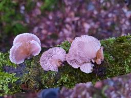Panellus mitis