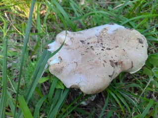 Leucopaxillus tricolor