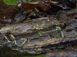 Bactridium flavum