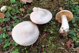 Entoloma sinuatum