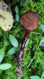 Ganoderma carnosum