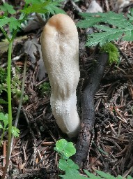 Podostroma leucopus